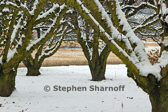 orchard trees in snow provence 1 graphic